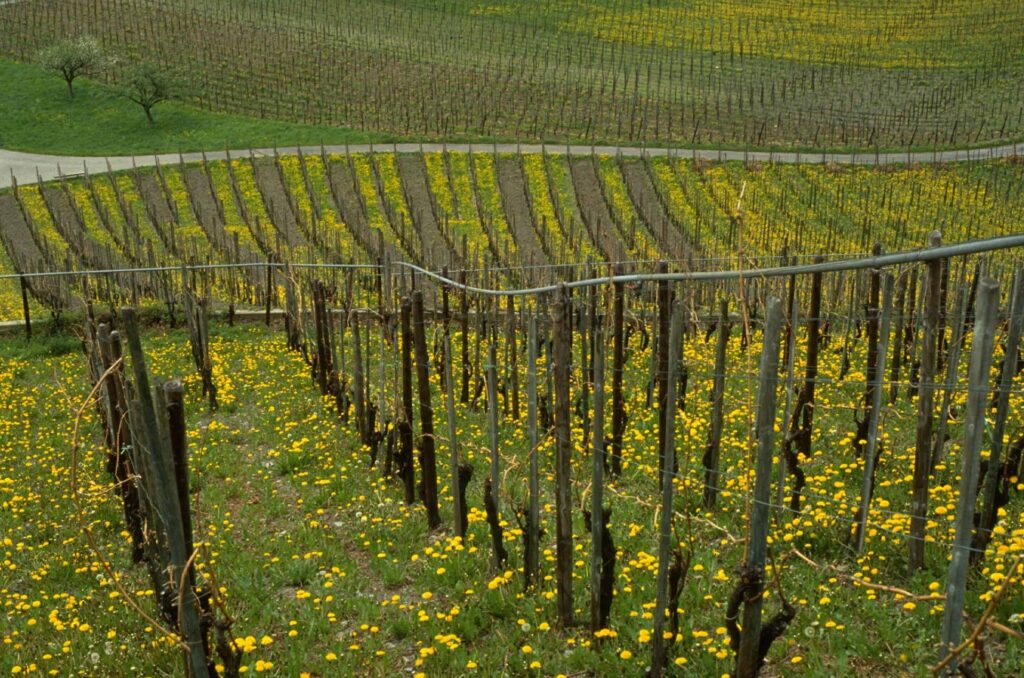 Green cover management in vineyards: Permanent supply of flowering plants as food sources for the vineyard fauna (© Agroscope).