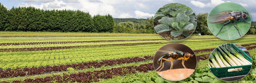 Logo: Meeting of the IOBC-WPRS Working Group "Integrated Protection in Field Vegetables", 21 September 2022 (online), Rennes, France