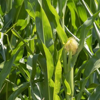 corn field, flower, maize flower